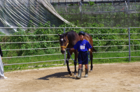 １年馬４